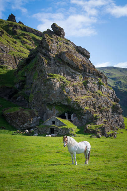 Gorgeous horse standing near an old cave home