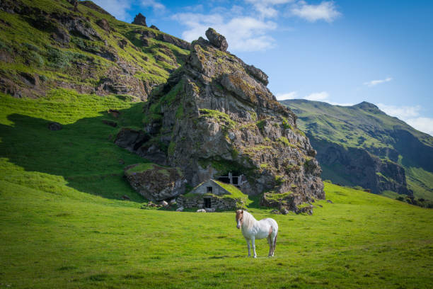 istock White Icelandic horse in front of a cave dwelling 659639218