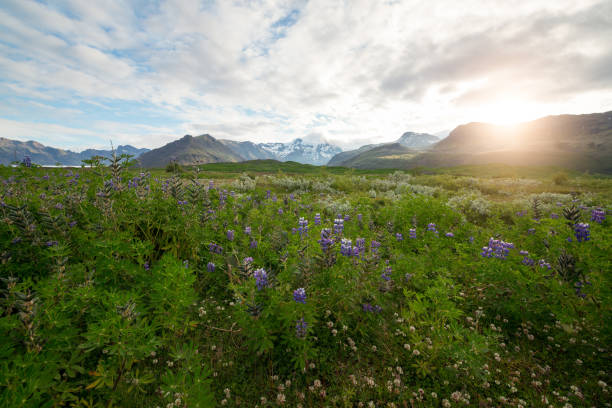 istock Wild flowers in Iceland 659639944
