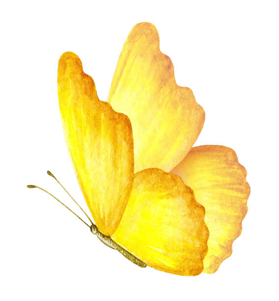 여름의 나비 수채화 그림 - yellow butterfly stock illustrations