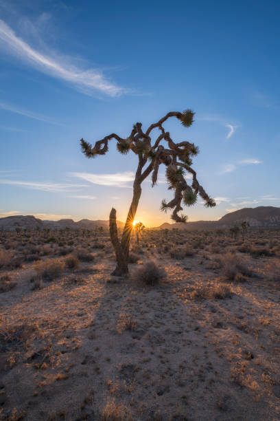 istock Sun casting shadows of the Joshua Tree 659645692