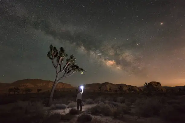 Photo of Light painting a Joshua Tree at night