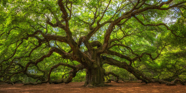 angel oak tree - grande fotografías e imágenes de stock