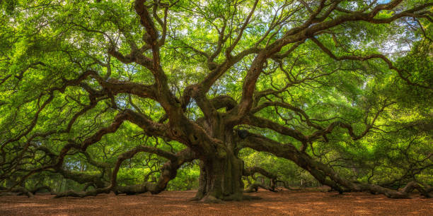 angel oak tree - grande imagens e fotografias de stock