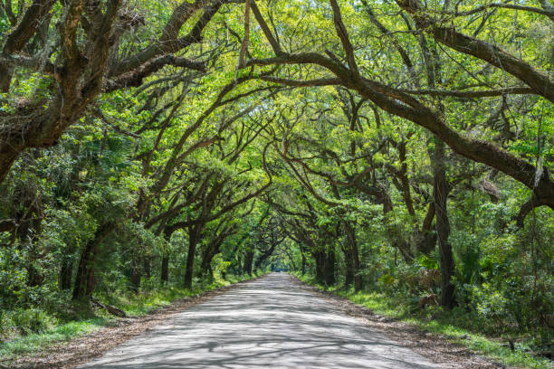 istock Tunnel of Trees down Botany Bay Road 659661686
