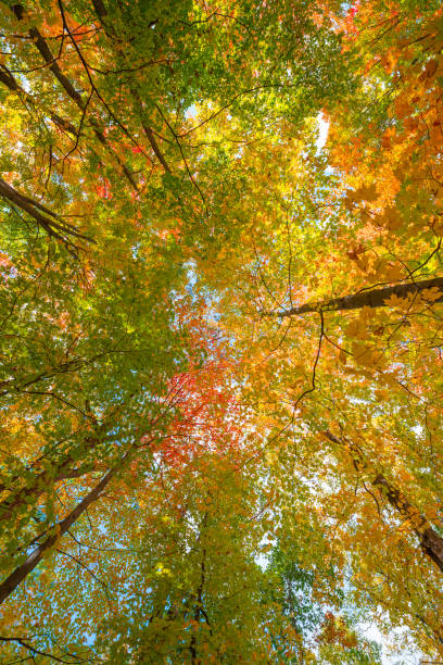 istock Canopy of trees in autumn 659661796