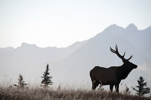 Bull elk sihouette in Banff National Park in winter.