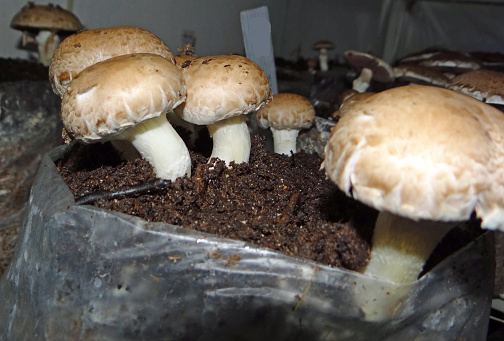 Agaricus bisporus mushroom farm, growing edible mushrooms