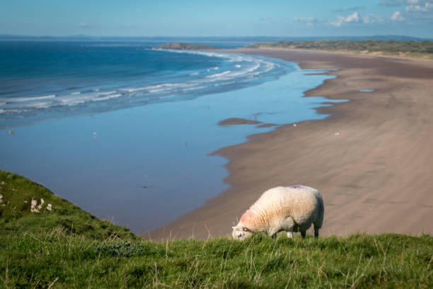 Grazing Sheep in Rhossili Bay Landscape image of a sheep grazing above the Rhossili Bay beach. rhossili bay stock pictures, royalty-free photos & images