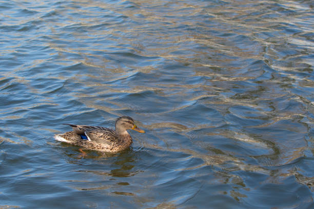 istock Duck on pond. Female.  Sunlight on water. 659723904