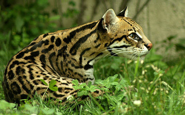 ocelote - jaguatirica - fotografias e filmes do acervo