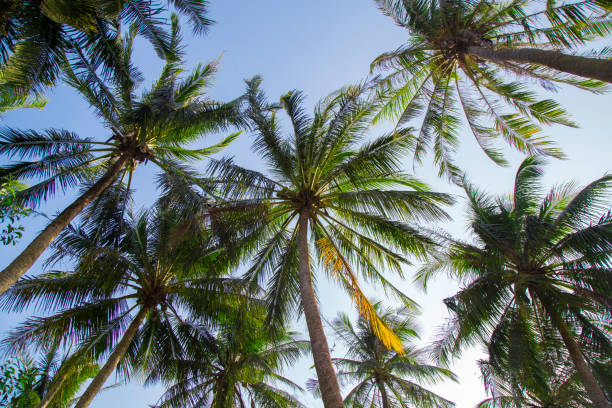 istock Calm beach with palm tree against bluesky 659765576