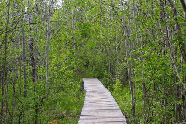 istock Walking Through the Greens of Nature 659772874
