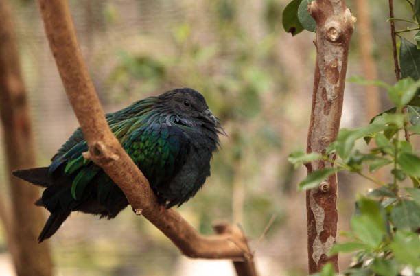 istock Nicobar pigeon called Caloenas nicobarica 659810130
