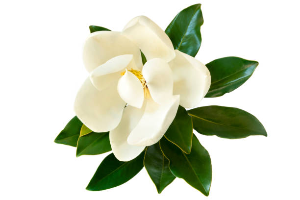 istock Magnolia Flower Isolated on White 659823366