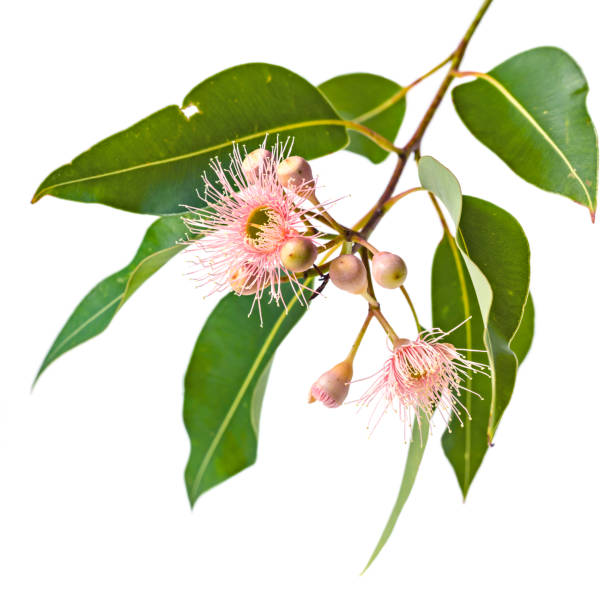 istock Pink Eucalyptus Flowers Buds and Leaves Isolated on White 659826912
