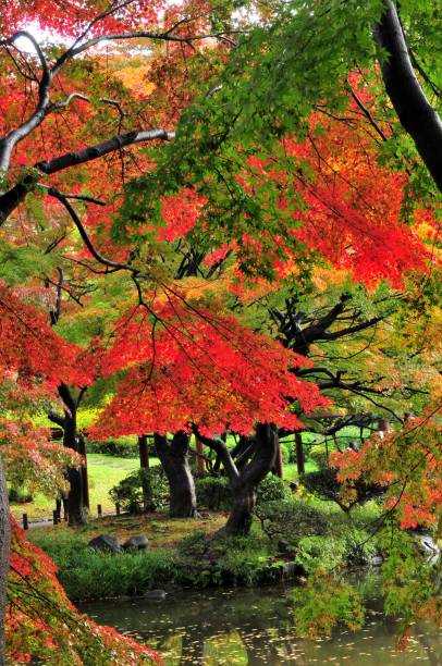 istock Japanese Autumn Foliage 659830164