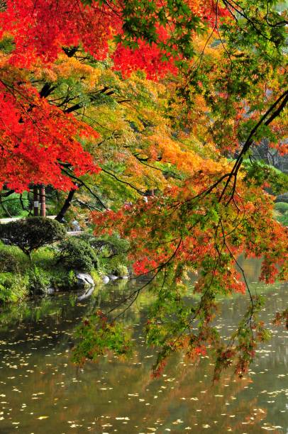 istock Japanese Autumn Foliage 659830174