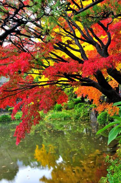 istock Japanese Autumn Foliage 659830404