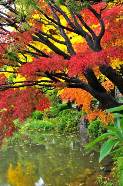 istock Japanese Autumn Foliage 659830428