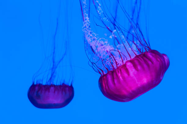 istock Graceful jellyfish swimming in an aquarium. 659837656