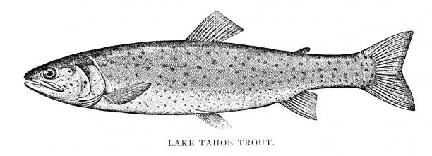 Lake tahoe trout engraving 1898 Annual Report of the Forest, Fish and Game Commission New York 1898 trout illustrations stock illustrations