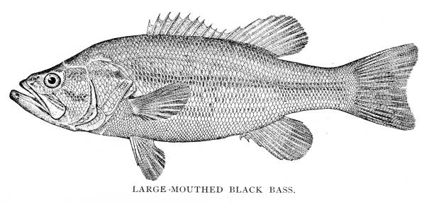 большой рот черный бас гравюры 1898 - largemouth bass stock illustrations