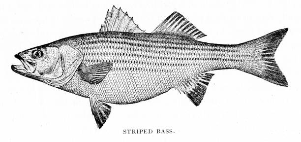 ilustraciones, imágenes clip art, dibujos animados e iconos de stock de stripped bass grabado 1898 - rockfish