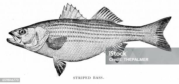 Stripped Bass Engraving 1898 Stock Illustration - Download Image Now - Striped Bass, Fish, Illustration