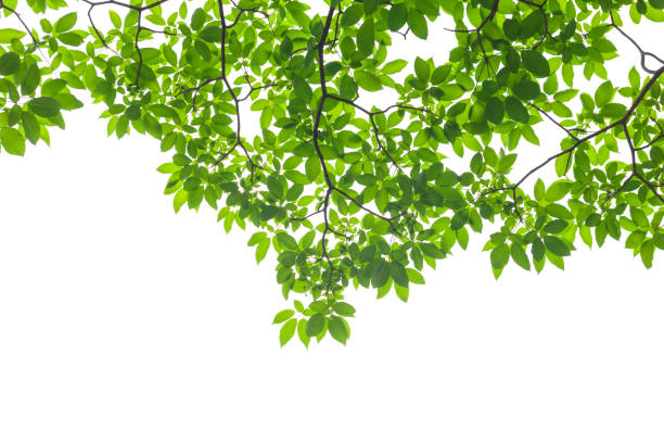 istock Green Leaves isolated on white background 659847240