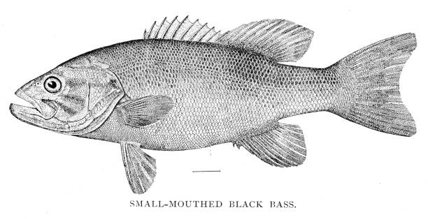 ilustraciones, imágenes clip art, dibujos animados e iconos de stock de pequeña boca bajo negro grabado 1898 - black bass illustrations