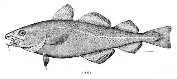 ilustrações de stock, clip art, desenhos animados e ícones de cod fish engraving 1898 - bacalhau