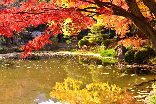 istock Japanese Autumn Foliage 659848382