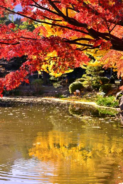 istock Japanese Autumn Foliage 659852648