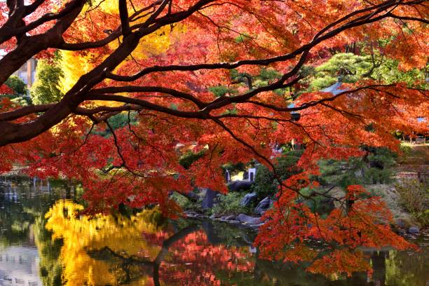 istock Japanese Autumn Foliage 659852898