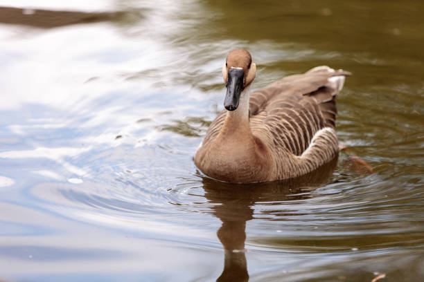 istock Swan goose called Anser cygnoides 659860378