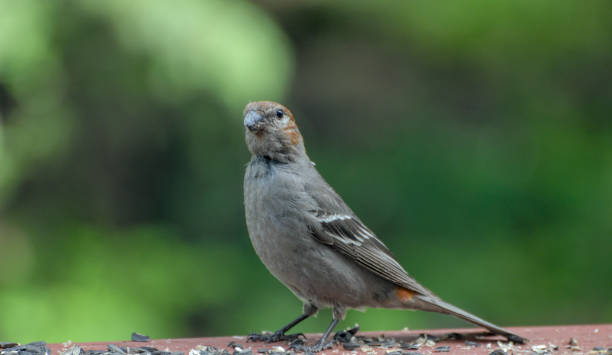 istock Pine Grosbeak - Young Grosbeak 659862220
