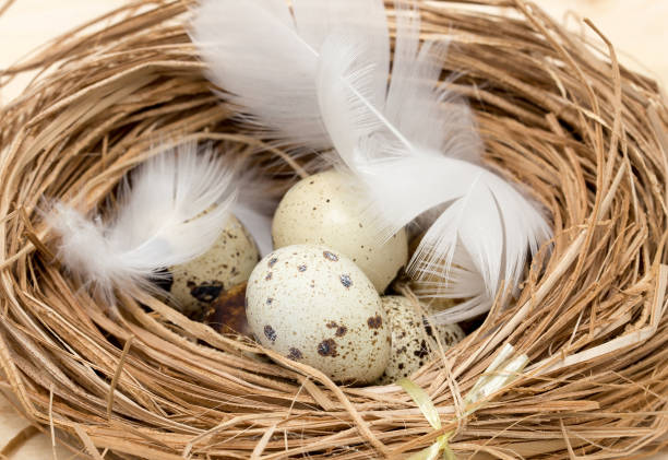 istock quail eggs in a nest with feather 659875038