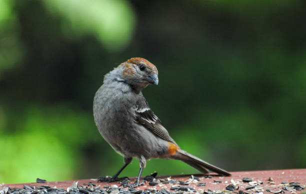 istock Pine Grosbeak - Young Grosbeak 659875304