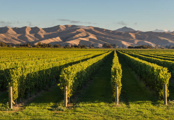 New Zealand vineyards at sunset New Zealand vineyards at sunset with copy space marlborough new zealand stock pictures, royalty-free photos & images