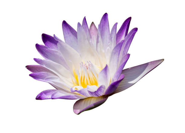 istock Beautiful purple waterlily 659898614