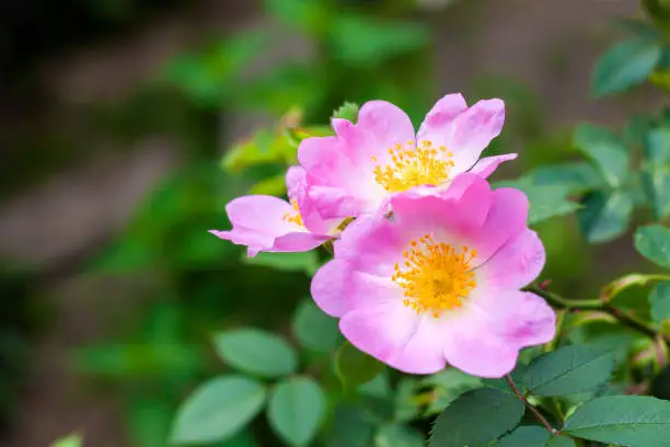 Flower of dog-rose closeup