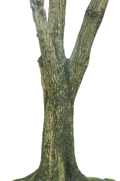 Tree trunk isolated on white background. This has clipping path.