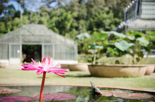 istock Pink waterlily flower 659918458