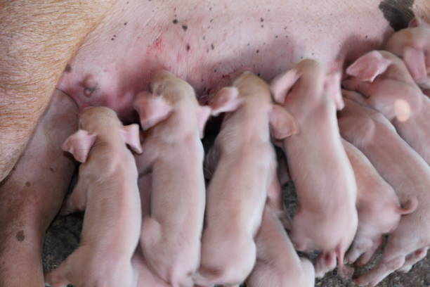 istock Pig eating a small white milk On a farm in thailand. 659925130