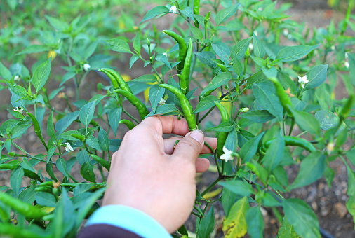 Green pepper in modern agricultural greenhouse