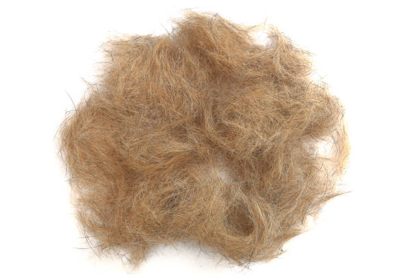 istock Dog hair isolated on white background 659932592