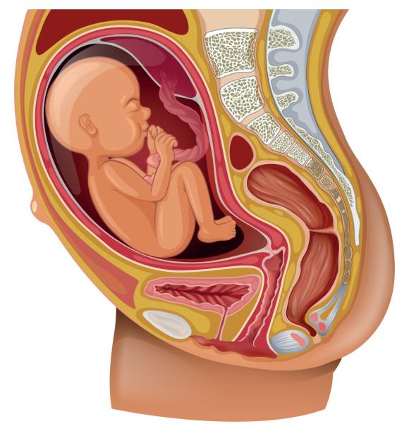 istock Diagram showing pregnant woman with baby 659933048