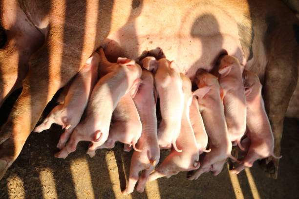 istock Pig eating a small white milk On a farm in thailand. 659933234