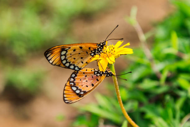 istock Two Butterfly are mating on yellow flower. 659938674